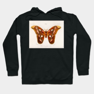 Attacus Atlas Moth (1892) Hoodie